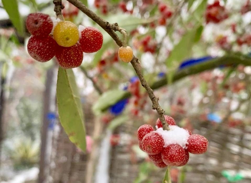 Как работает станица в декабре.